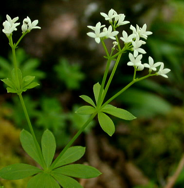 Galium Odoratum